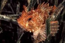 Scorpion fish resting on sea grass posidonia, Aragnon roc... by Jean-claude Zaveroni 